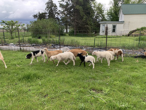 ../lambs2024/2024.1.jpg
